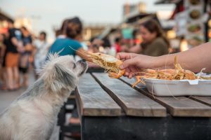 Dog Eating Dinner