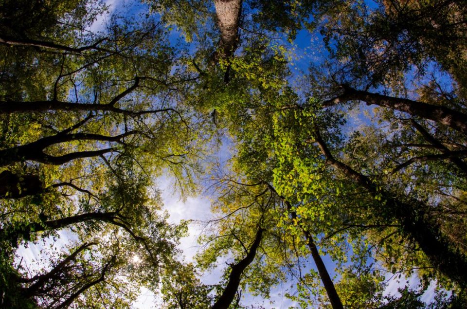 Canopy Fisheye View of a state park