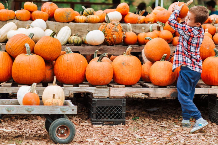 boy picks pumpkin at the farmers market.