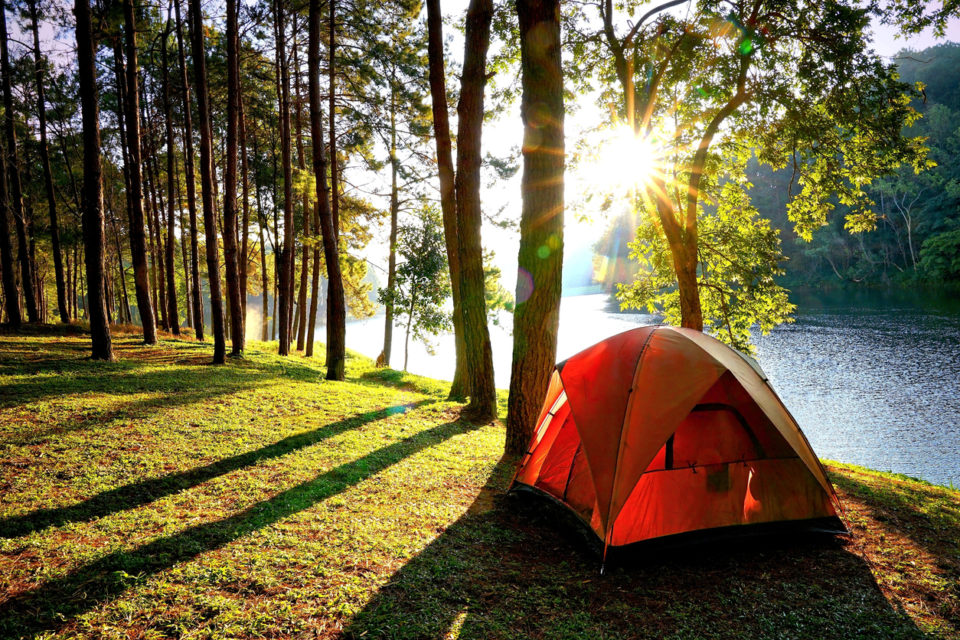 Orange camping tents in pine tree forest by the lake